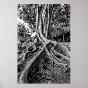 Poster Racines massives d'un arbre à caoutchouc