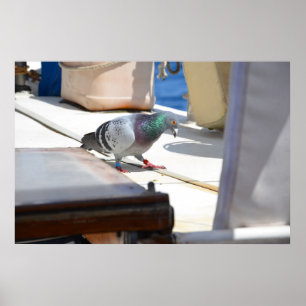 Poster Racing Pigeon