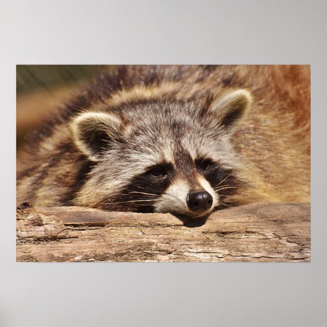 Poster Racoon (Devant)