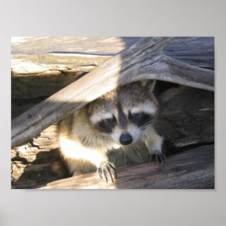 Poster Racoon