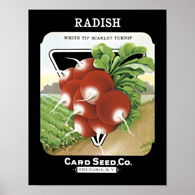 Poster Radish Seed Packet Étiquette (Devant)