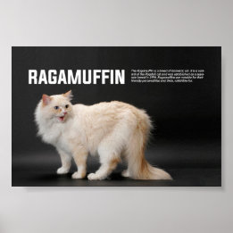 Poster Ragamuffin race de chat