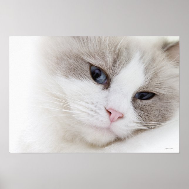 Poster Ragdoll (Devant)