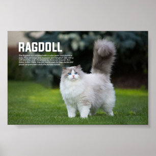 Poster Ragdoll Cat