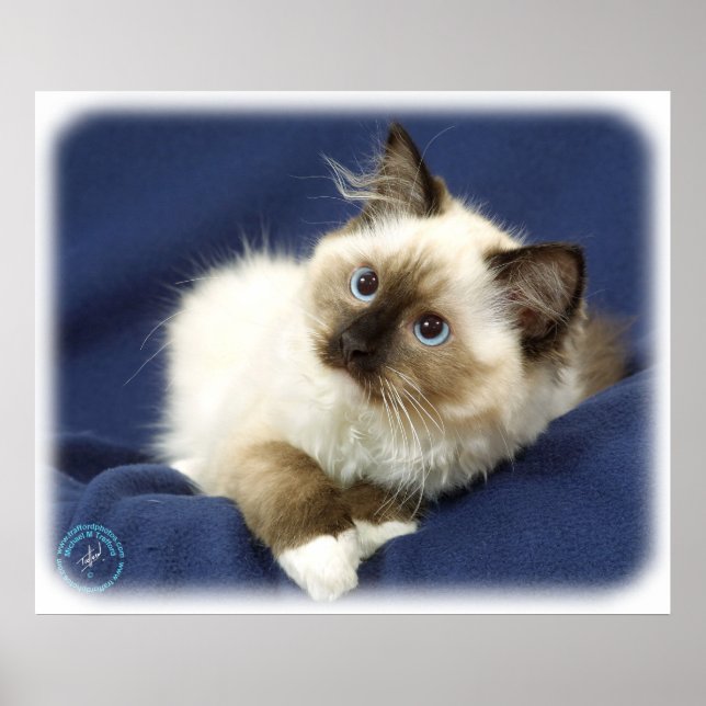 Poster Ragdoll Cat 9W082D-011 (Devant)