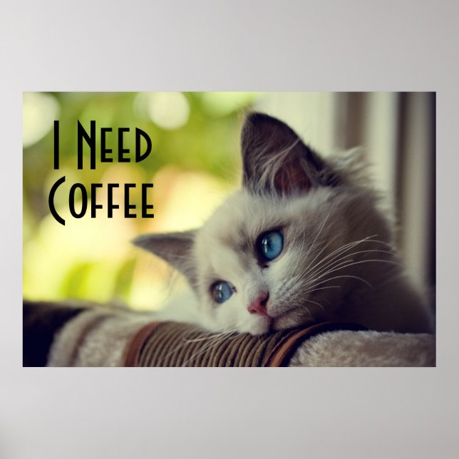 Poster Ragdoll Kitten (Devant)