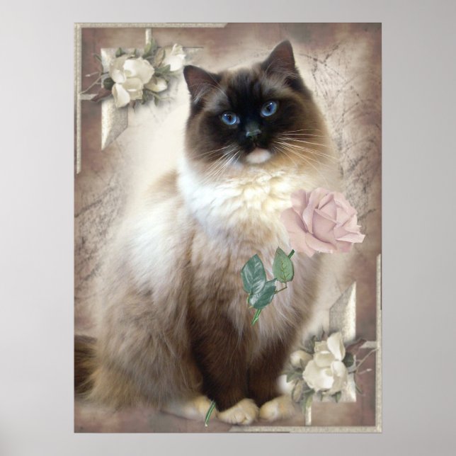 Poster Ragdoll tenant un seul rose (Devant)