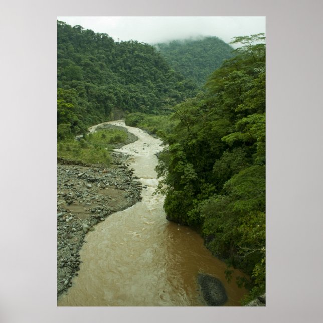 Poster Rain Forest (Devant)