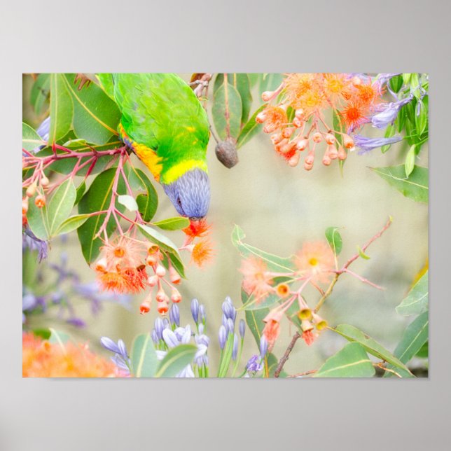 Poster Rainbow Lorikeet (Devant)