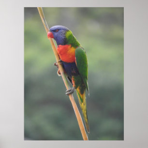 Poster Rainbow Lorikeet