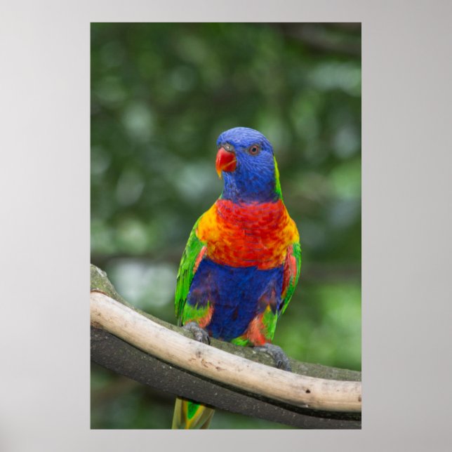 Poster Rainbow Lorikeet Portrait (Devant)