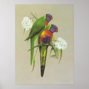 Poster Rainbow Lorikeet - Trichoglossus haematodus