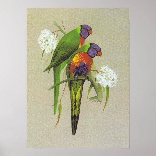 Poster Rainbow Lorikeet - Trichoglossus haematodus (Devant)