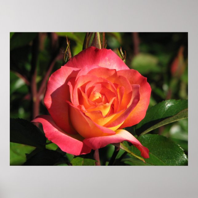 Poster Rainbow Sorbet Floribunda Rose 139 (Devant)