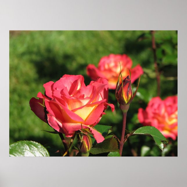 Poster Rainbow Sorbet Floribunda Rose 140 (Devant)
