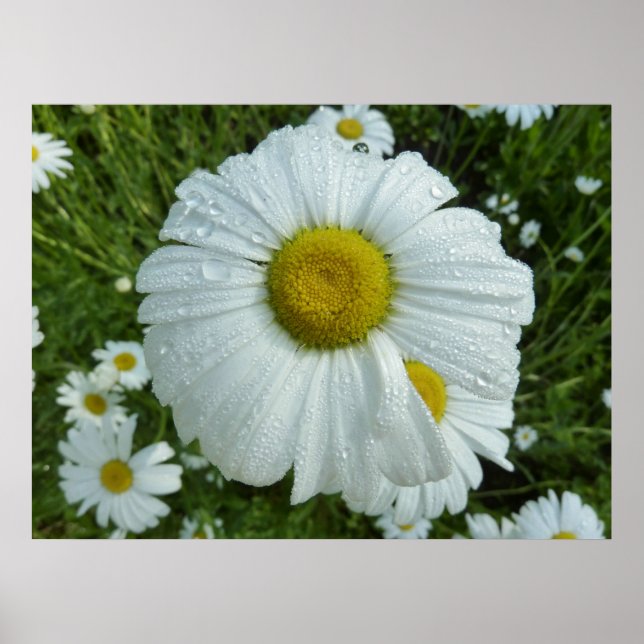 Poster Raindrops sur Daisy I Floral Fleur sauvage (Devant)
