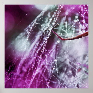 Poster Raindrops sur Purple Cobweb Macro Abstrait