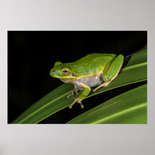 Poster Rainette verte (Hyla cinerea) 2