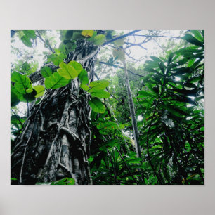 Poster Rainforest in Paradise Print