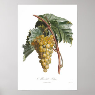Poster Raisin, blanc de muscat