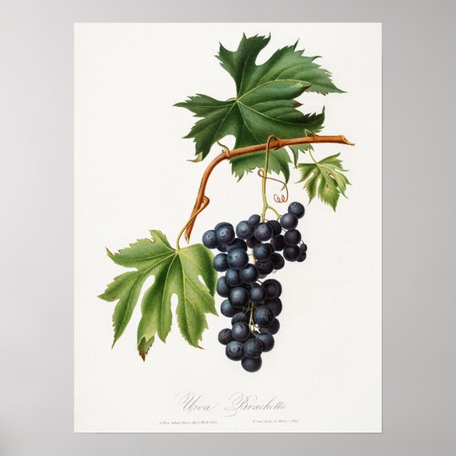 Poster raisin Brachetto par Giorgio Gallesio (Devant)