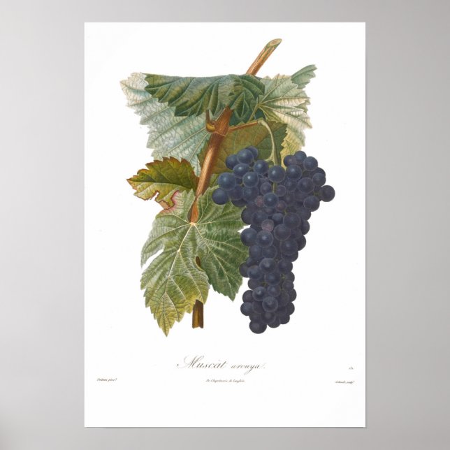 Poster Raisin, Mascate arouya (Devant)