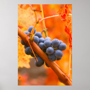 Poster Raisin Ripe En Vignoble