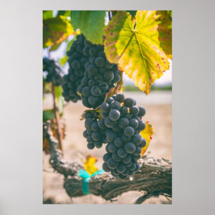 Poster Raisin sur vigne