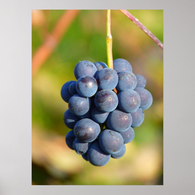 Poster Raisins (Devant)