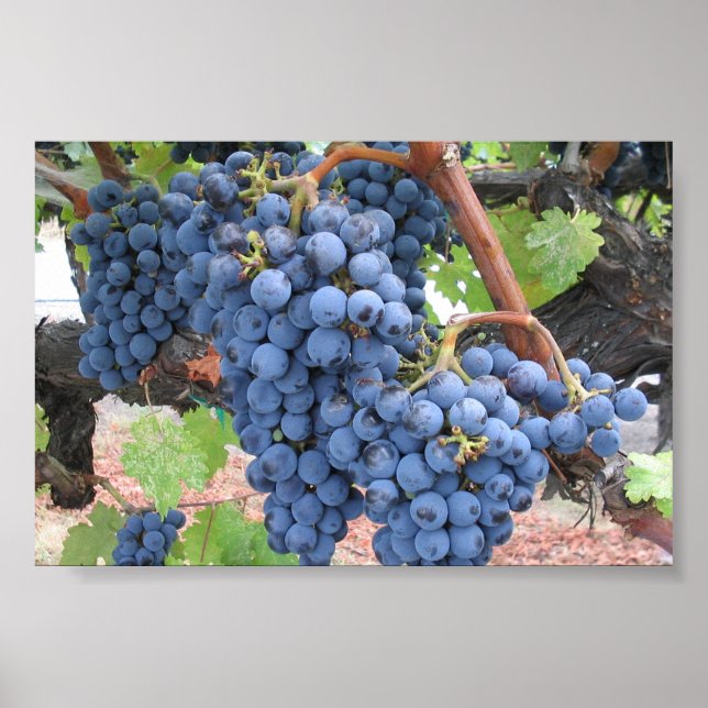 Poster Raisins de Napa Valley (Devant)