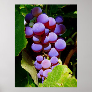 Poster Raisins Idaho Concord