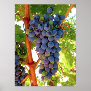 Poster Raisins Idaho Concord