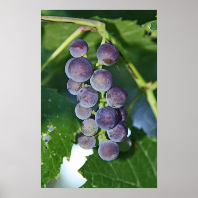 Poster Raisins pourpres (Devant)