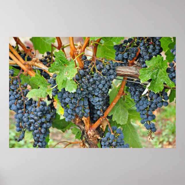 Poster Raisins pourpres (Devant)