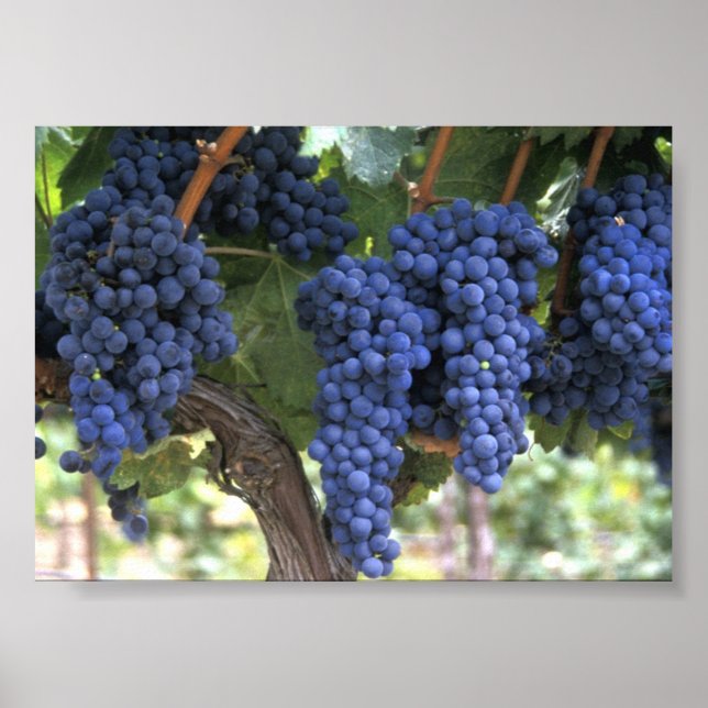 Poster Raisins prêts pour la récolte (Devant)