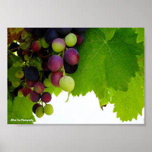Poster Raisins sur la vigne