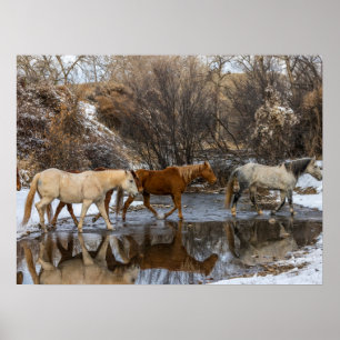 Poster Ranch du cheval Hideout