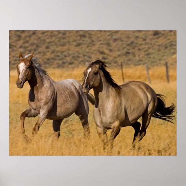 Poster Ranch Living at The Ponderosa Ranch (Devant)