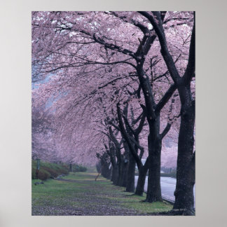 Poster Rangée de cerisiers en fleurs