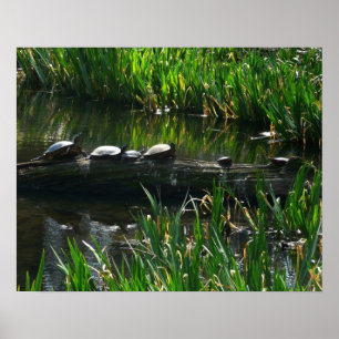 Poster Rangée de tortues Green Nature Photo
