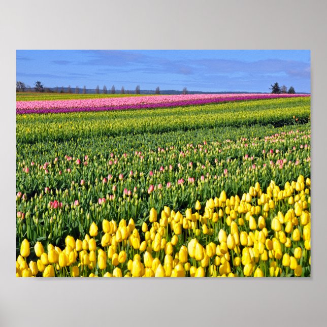 Poster Rangées colorées de tulipes (Devant)