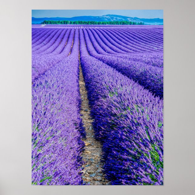 Poster Rangées de Lavande, Provence, France (Devant)