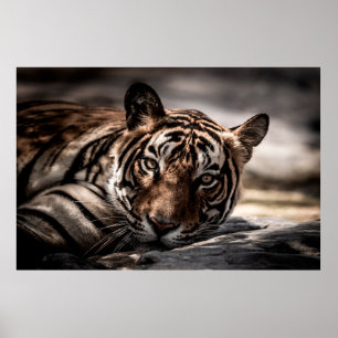 Poster ranthambore tigre mâle sauvage Image d'art