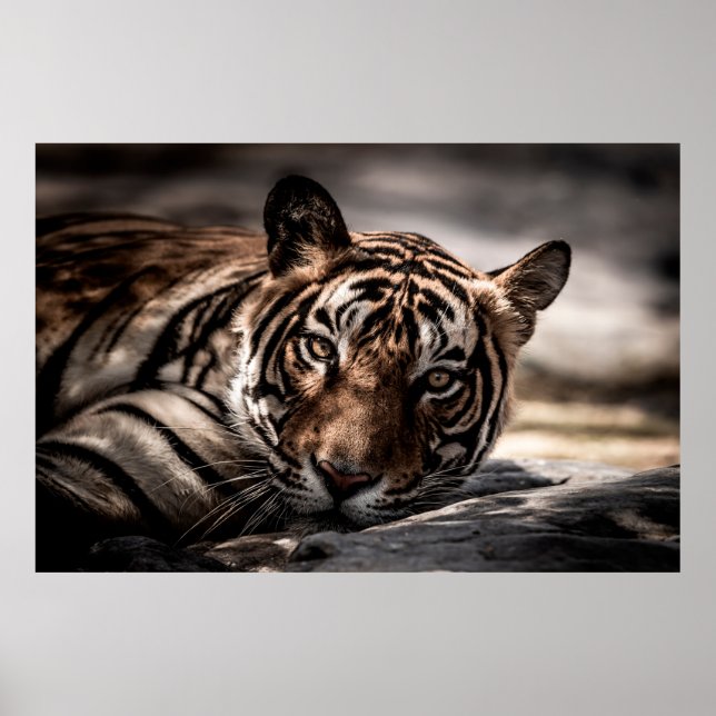 Poster ranthambore tigre mâle sauvage Image d'art (Devant)
