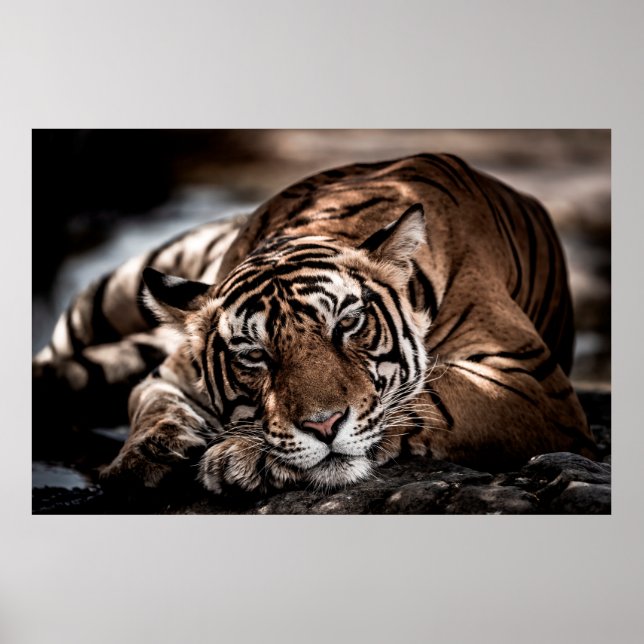 Poster ranthambore tigre mâle sauvage Image d'art (Devant)