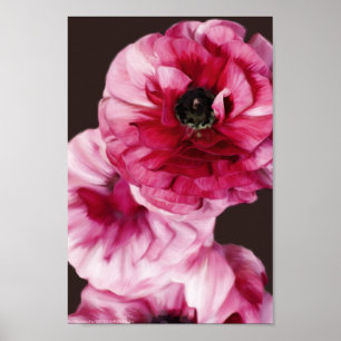 Poster Ranunculus rouge
