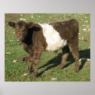 Poster Rare Dun Ceinturé Galloway Calf