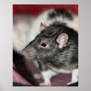 Poster Rat