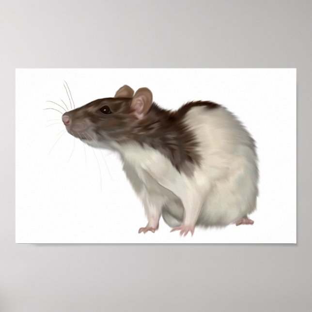 Poster Rat À Capuchon Agouti (Devant)