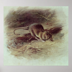 Poster Rat Brown 1918